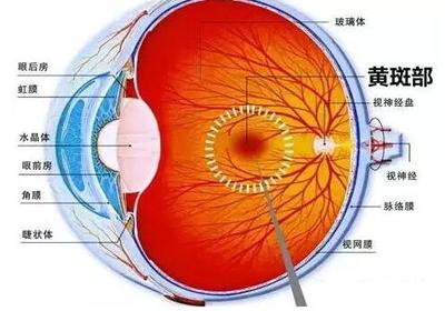 老年黃斑變性的預防方法