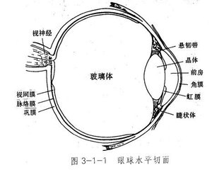 幾種常見的玻璃體疾病