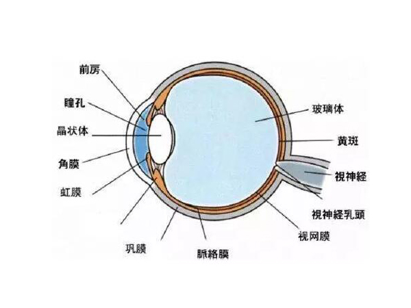 視神經疲勞是什么病