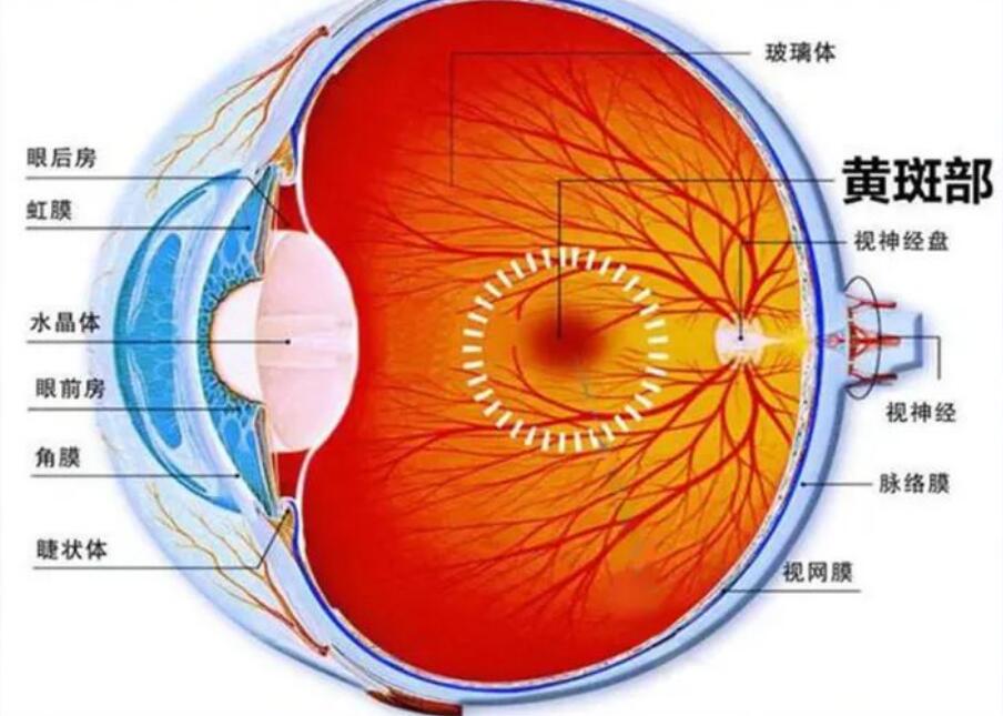 【科普】什么是原發性視網膜色素變性